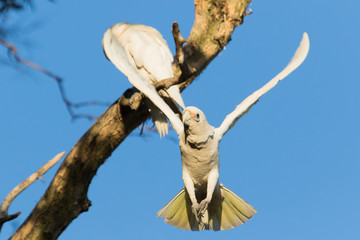 Little Corella Cockatoo in Australia