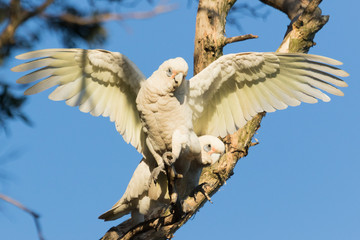 Little Corella Cockatoo in Australia