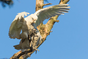Little Corella Cockatoo in Australia