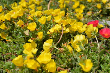 Gelbe Sedum Blumen