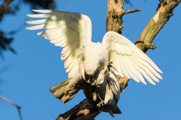 Little Corella Cockatoo in Australia