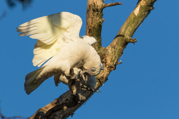 Little Corella Cockatoo in Australia
