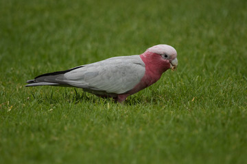 Galah Cockatoo in Australia