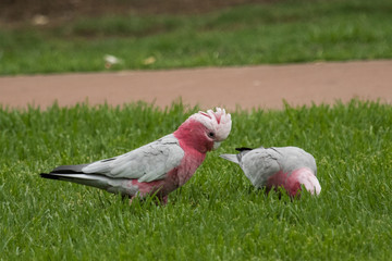 Galah Cockatoo in Australia