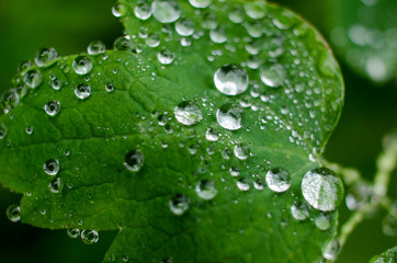 Sparkling rain drops on the leaves macro