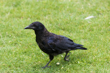 Fototapeta premium Carrion Crow in England