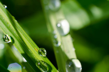 Sparkling rain drops on the   grass