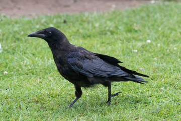 Carrion Crow in England