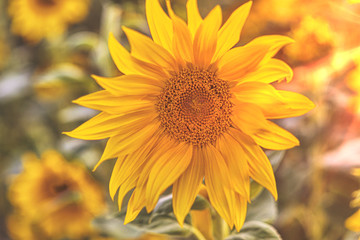 Dekoration mit Sonnenblumen