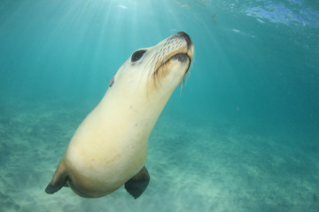 Australian Sea Lion 