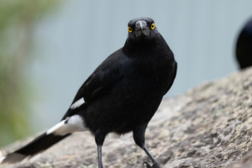 Pied Currawong in Australia