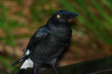 Pied Currawong in Australia