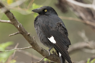 Pied Currawong in Australia