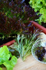 pflücksalat selbstanbau
