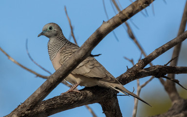 Peaceful Dove in Australia