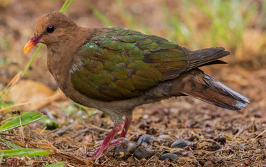 Emerald Dove in Australia