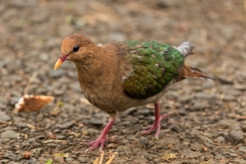 Emerald Dove in Australia