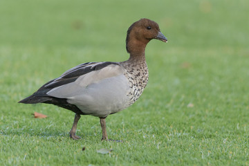 Australian Wood Duck