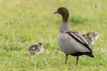 Australian Wood Duck