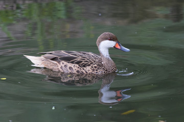 White Cheeked Pintail Duck