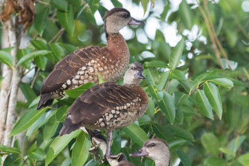 Spotted Whistling Duck in Australia