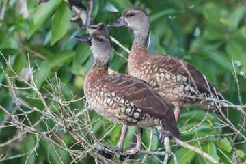 Spotted Whistling Duck in Australia