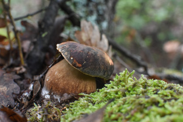 Boletus mushroom (Boletus aereus) in the forest. Forest fungi Boletus. Nature background texture, King mushroom, dark cep or bronze bolete