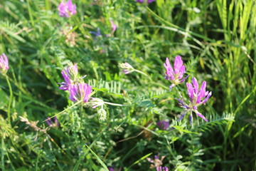 Fototapeta premium Pink flowers of mouse pea bloom in the meadow in summer