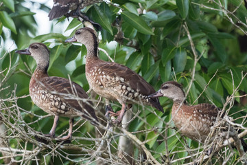 Spotted Whistling Duck in Australia