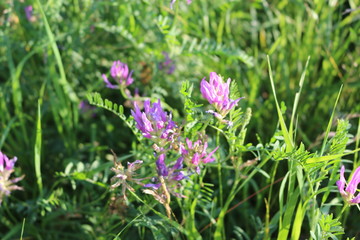  Pink flowers of mouse pea bloom in the meadow in summer