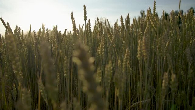 field of wheat
