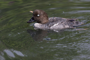 Goldeneye English Duck