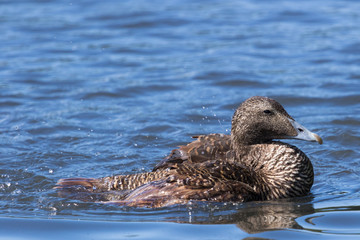 Common Eider Duck in England