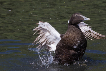 Common Eider Duck in England