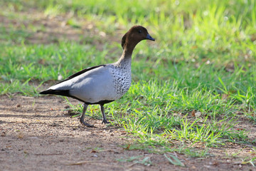 Australian Wood Duck