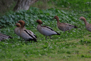 Australian Wood Duck