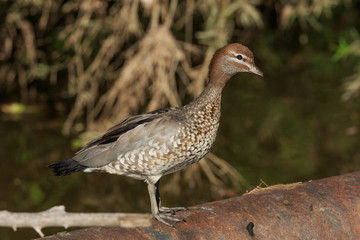 Australian Wood Duck