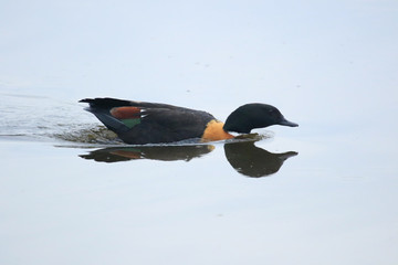 Australian Shelduck