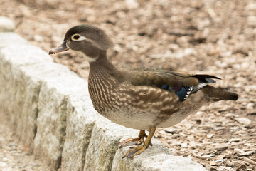 American Wood Duck