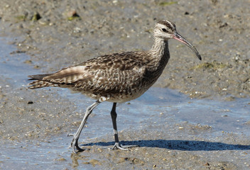 Whimbrel in Australia