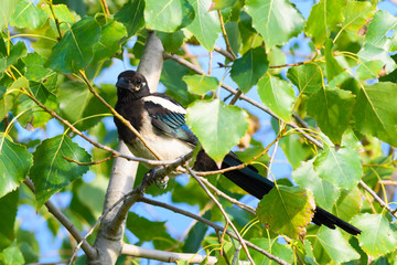 Magpie Pica pica sitting on a branch . Hidden behind the leaves. Looking for new food.