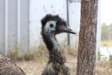 Emu in Outback Australia