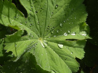 drops on green leaf