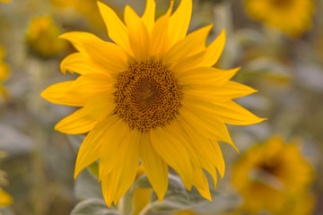 Dekoration mit Sonnenblume