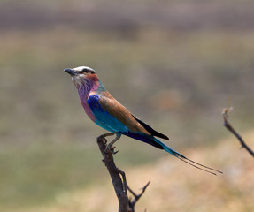 Lilac breasted roller on a branch