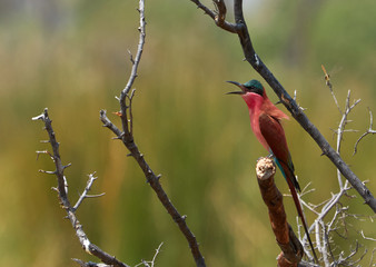 Carmine bee-eater on a branch in Botswana