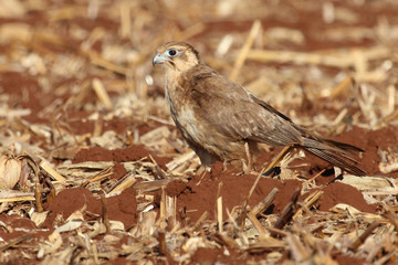 Naklejka na ściany i meble Brown Falcon in Australia