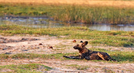 Wild dog lying in the grass during the sunset