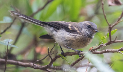 Norfolk Island Fantail in Australia