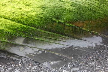 Stone with algae	